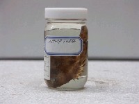 藏品(花軟唇)的圖片